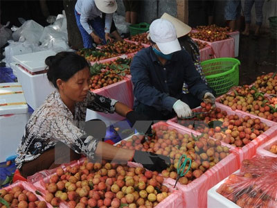 Tạo thuận lợi xuất khẩu vải thiều tươi qua Cửa khẩu quốc tế Lào Cai Tạo thuận lợi xuất khẩu vải thiều tươi qua Cửa khẩu quốc tế Lào Cai