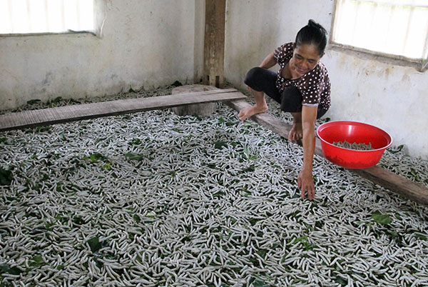 “Hồi sinh” nghề trồng dâu, nuôi tằm “Hồi sinh” nghề trồng dâu, nuôi tằm