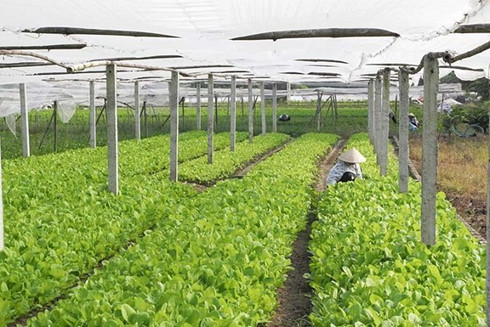 Tái cơ cấu nông nghiệp: Cần đột phá về chính sách đất đai Tái cơ cấu nông nghiệp: Cần đột phá về chính sách đất đai