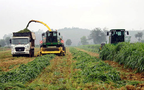 Doanh nghiệp dần “thích” đầu tư nông nghiệp, nhưng khó khăn ngổn ngang Doanh nghiệp dần “thích” đầu tư nông nghiệp, nhưng khó khăn ngổn ngang
