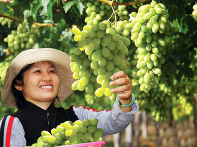 Tôn vinh cây nho Ninh Thuận Tôn vinh cây nho Ninh Thuận