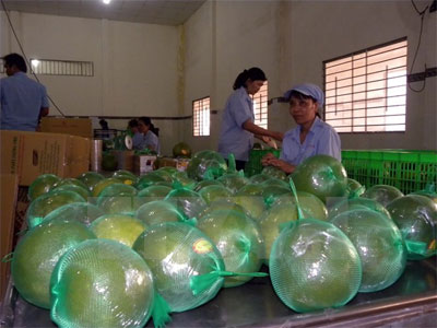 Bưởi da xanh Sông Xoài được nhận chứng nhận VietGAP Bưởi da xanh Sông Xoài được nhận chứng nhận VietGAP