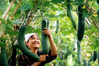 Hà Nam - Tỉnh đầu tiên có chứng nhận nhãn hiệu nguồn gốc xuất xứ vùng Hà Nam - Tỉnh đầu tiên có chứng nhận nhãn hiệu nguồn gốc xuất xứ vùng