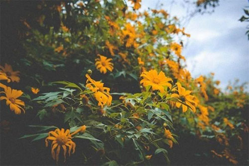 Lên Ba Vì ngắm hoa dã quỳ nở vàng rực Lên Ba Vì ngắm hoa dã quỳ nở vàng rực