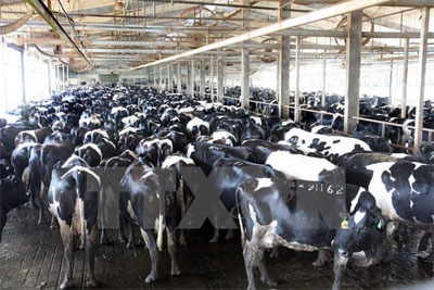 TH True Milk thu hút sự quan tâm với dự án chế biến sữa tại Nga