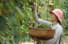 Gia vị, hương liệu Ấn Độ: Thị trường hấp dẫn cho doanh nghiệp Việt