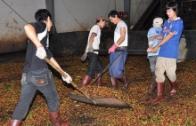 Xuất khẩu hàng hoá sang Ai Cập: Cà phê nhân chiếm ưu thế