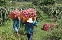 Gia tăng xuất khẩu rau, quả sang EU: Doanh nghiệp cần gì?