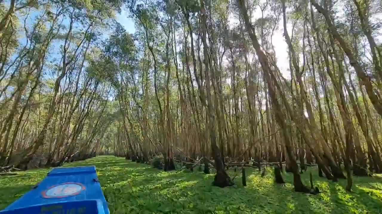 An Giang: Ngỡ ngàng vẻ đẹp rừng tràm ngập nước Trà Sư