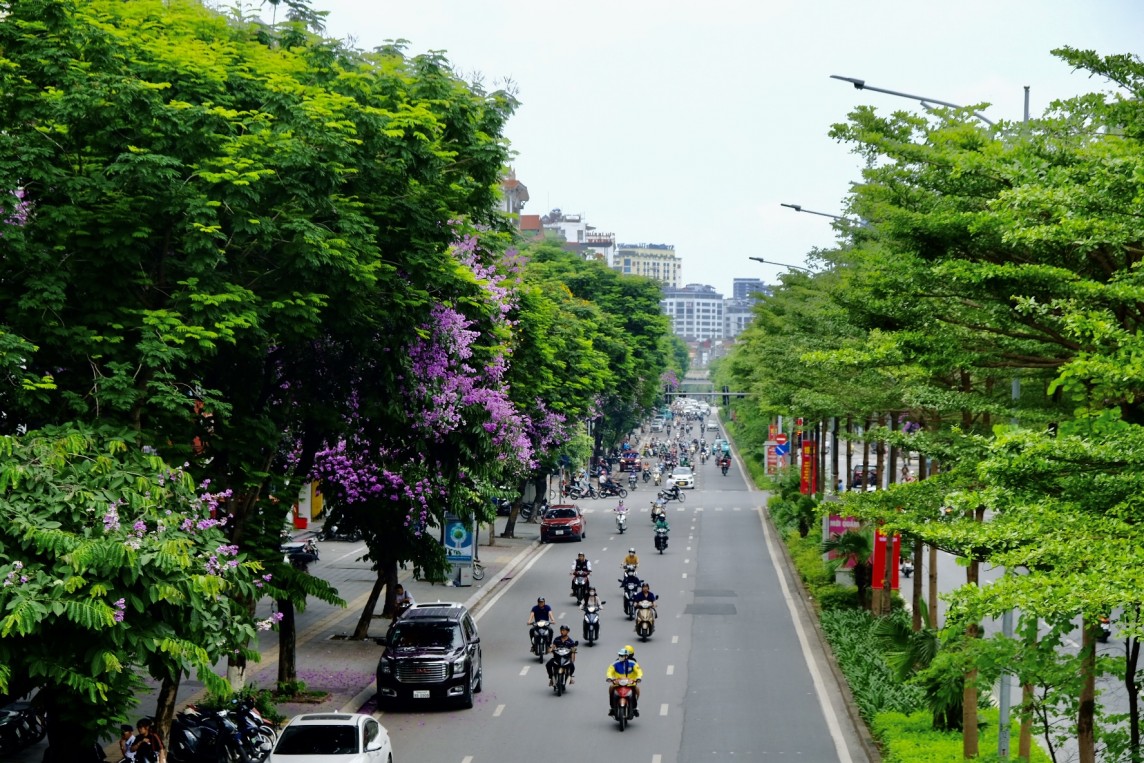Hoa bằng lăng tím rực rỡ phố phường Hà Nội