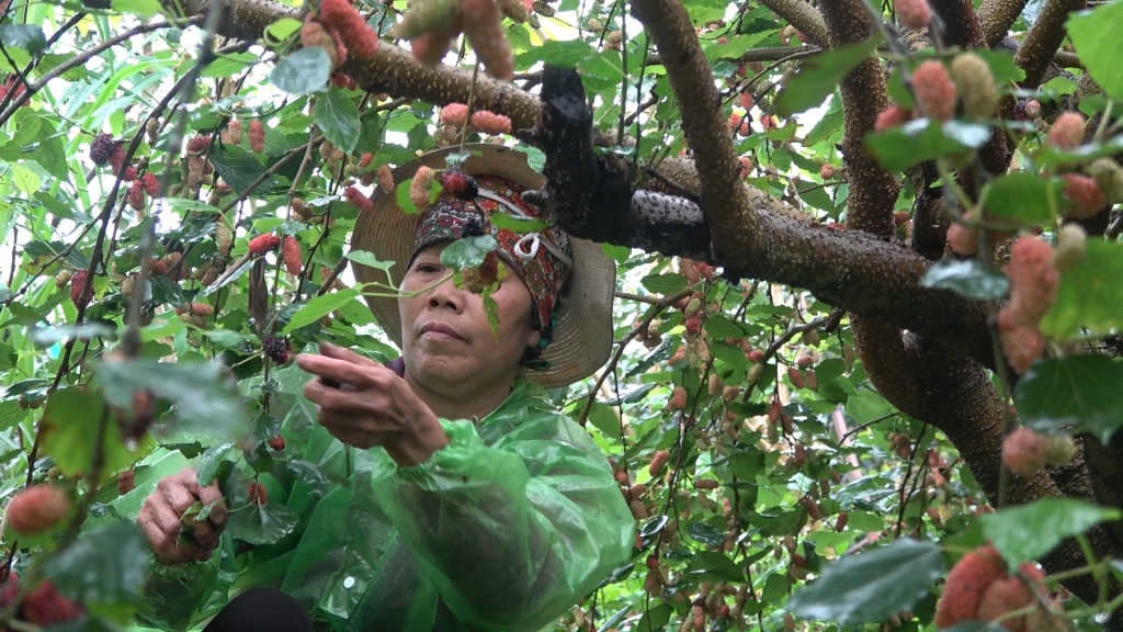 Bãi dâu tằm ngoại thành vào mùa “hái tiền”