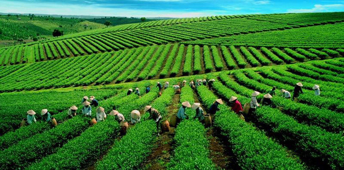 Giá chè xuất khẩu tăng, thời cơ định danh thương hiệu Việt