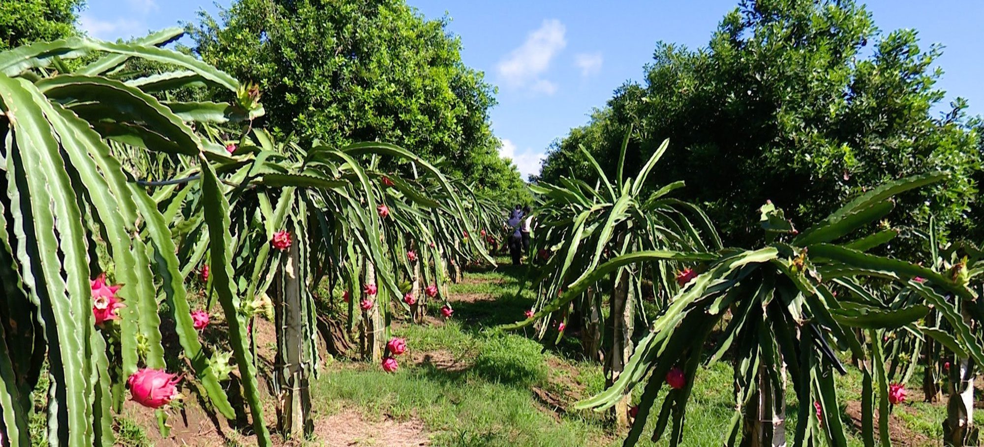 Mai Sơn tăng tốc mở rộng thị trường, kết nối tiêu thụ nông sản