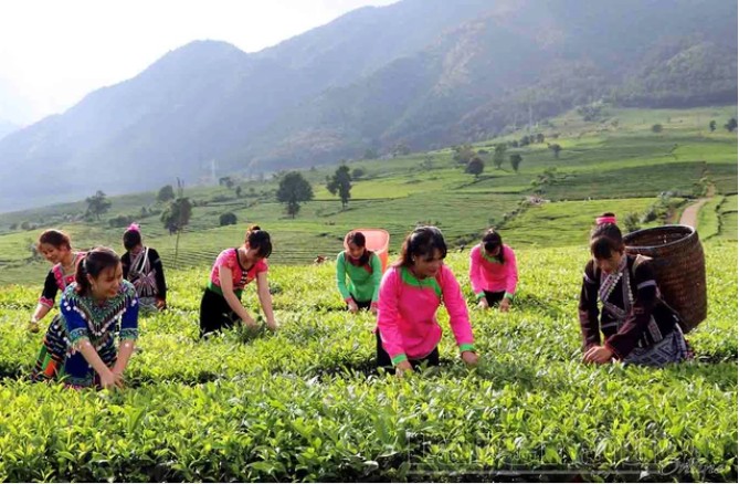 Chè Lai Châu: Từ nương cao đến thương hiệu nông sản sạch