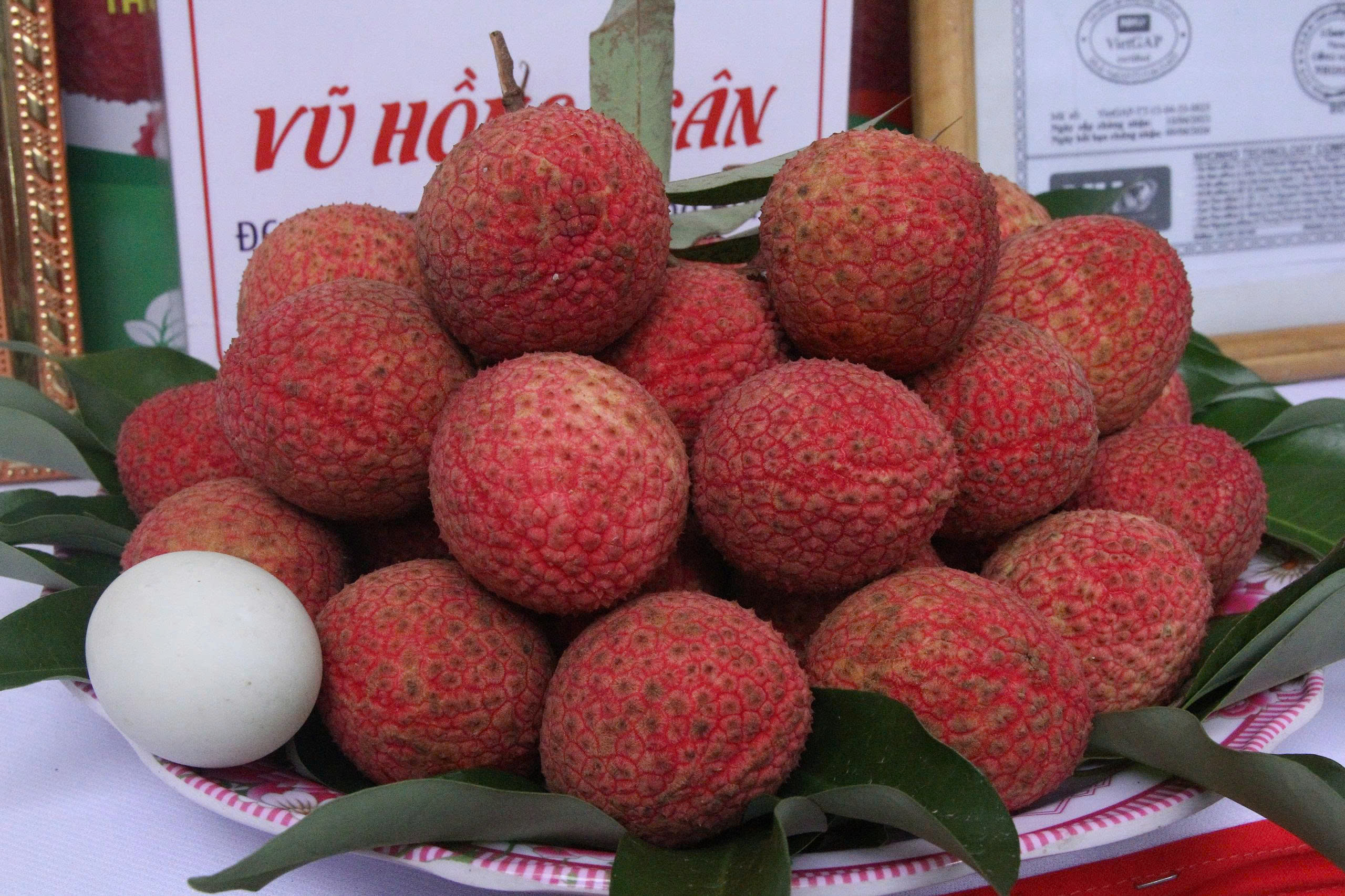 Vải trứng Hưng Yên: Nâng tầm đặc sản nhờ ứng dụng Khoa học - công nghệ