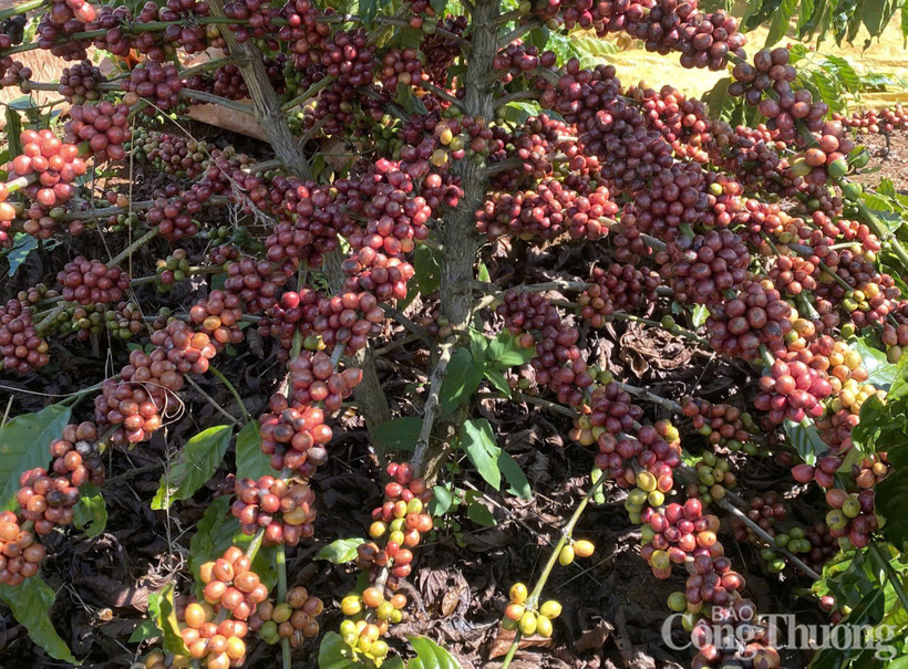 Giá cà phê Robusta giảm 0,1% về mức 3.887 USD/tấn