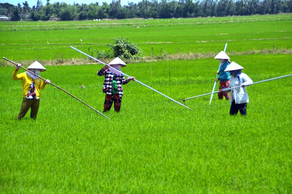 Mỗi công lúa đầu tư 2 triệu, bán giá 6.000 đồng/kg: Nông dân Bạc Liêu gặp khó