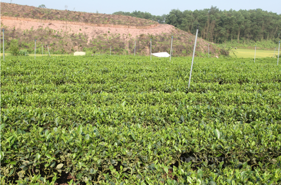 Phát triển vùng chè chất lượng cao, thúc đẩy tiêu thụ sản phẩm tại Bàn Đạt
