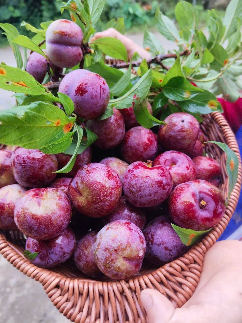 Mận Tả Van vùng cao nguyên Bắc Hà: Cây giảm nghèo cho đồng bào dân tộc thiểu số
