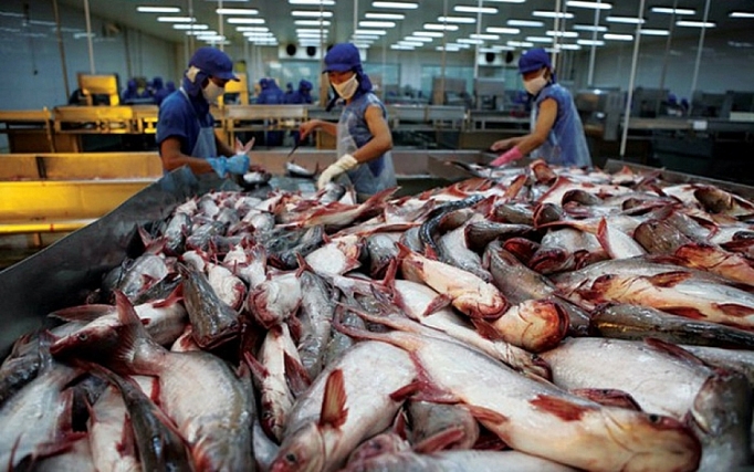  Cá tra Việt Nam khởi sắc, kỳ vọng tăng trưởng hai chữ số năm 2025
