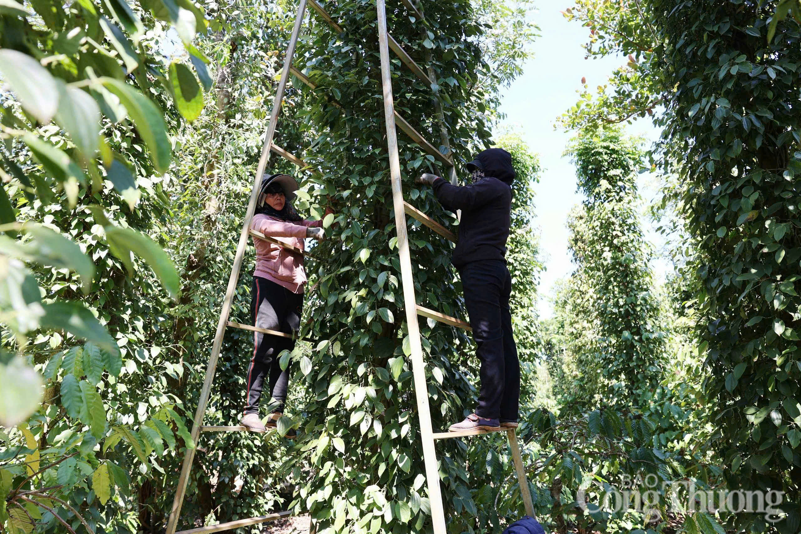 Giá tiêu hôm nay 29/6/2025: trong nước tiếp đà tăng cao