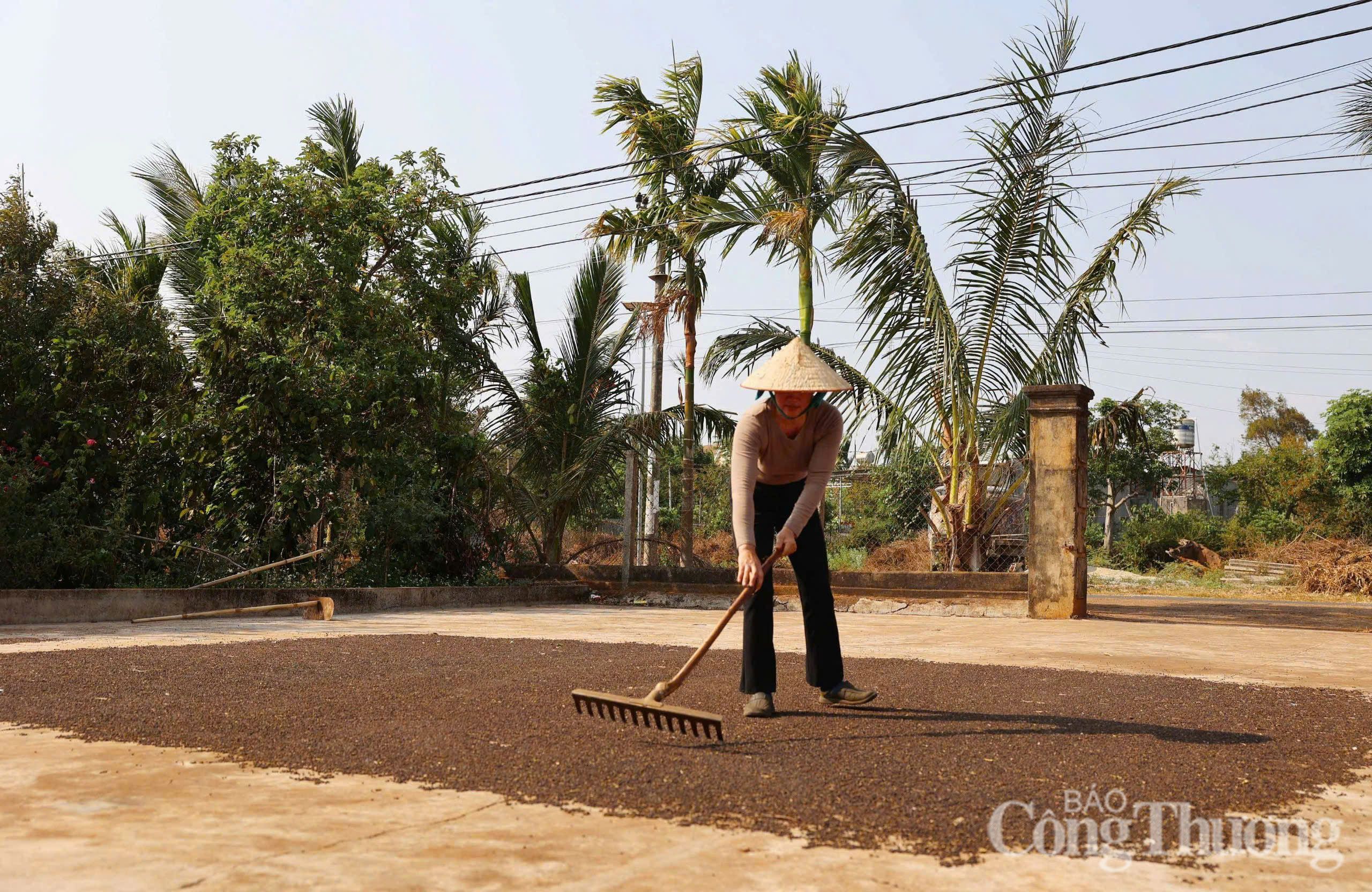 Giá tiêu hôm nay 30/6/2025: trong nước neo ngưỡng khá cao