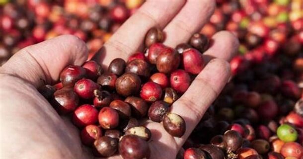 Tin Công Thương 4/7: Xuất khẩu cà phê Việt Nam lập kỷ lục mới về kim ngạch