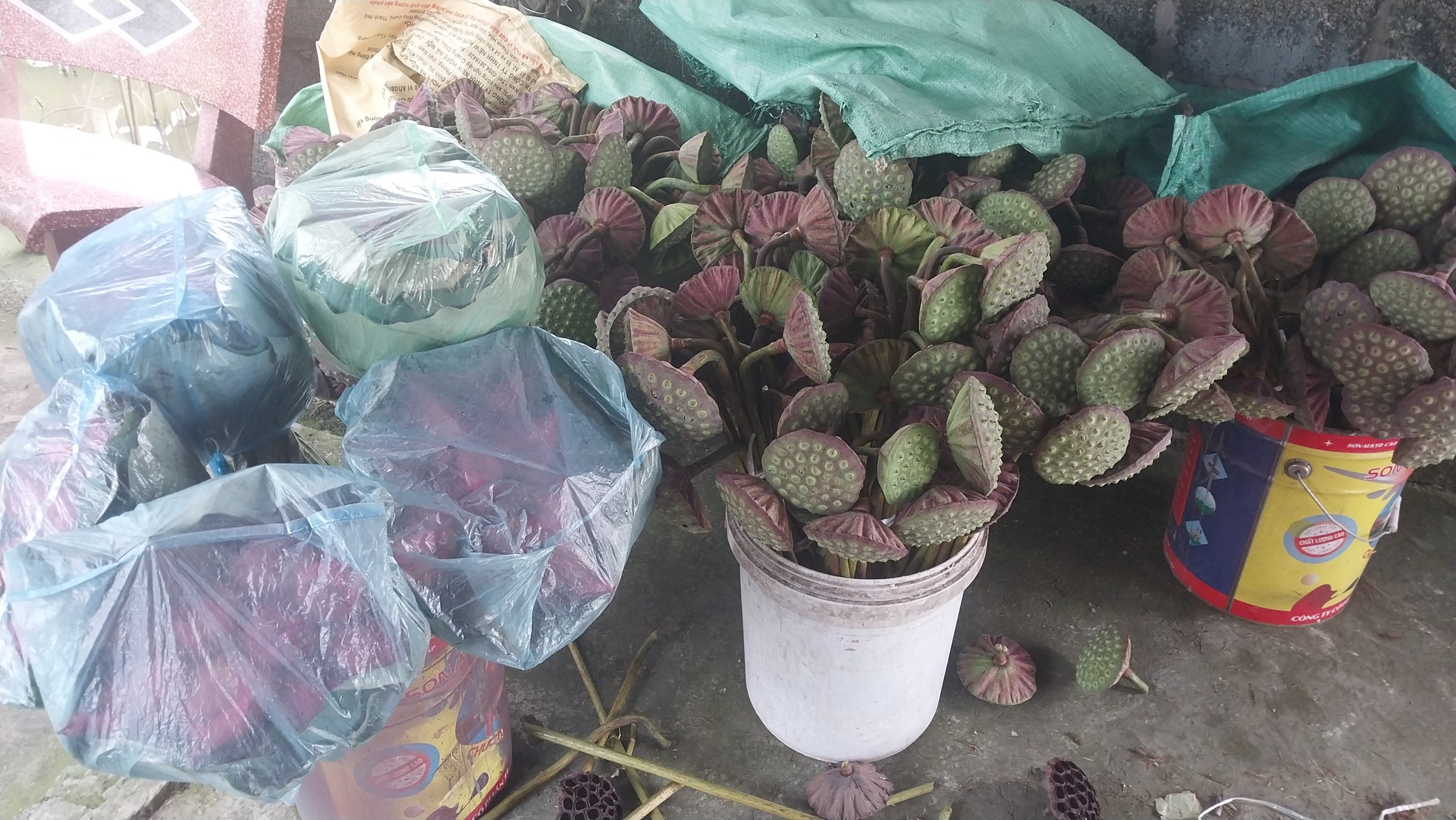 Mùa sen đến, đài sen tươi ‘hái bạc’ cho tiểu thương chợ Việt