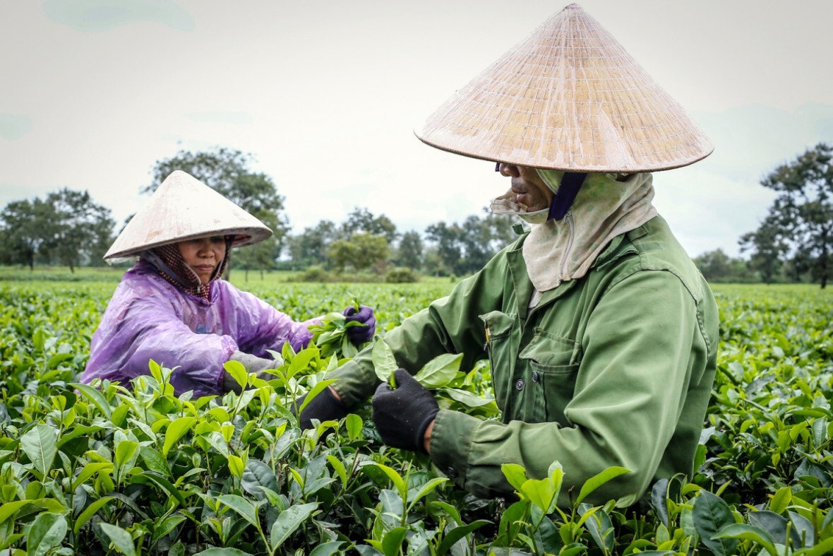 Phú Thọ: Giúp người dân thoát nghèo bằng ‘gieo mầm’ sinh kế bền vững