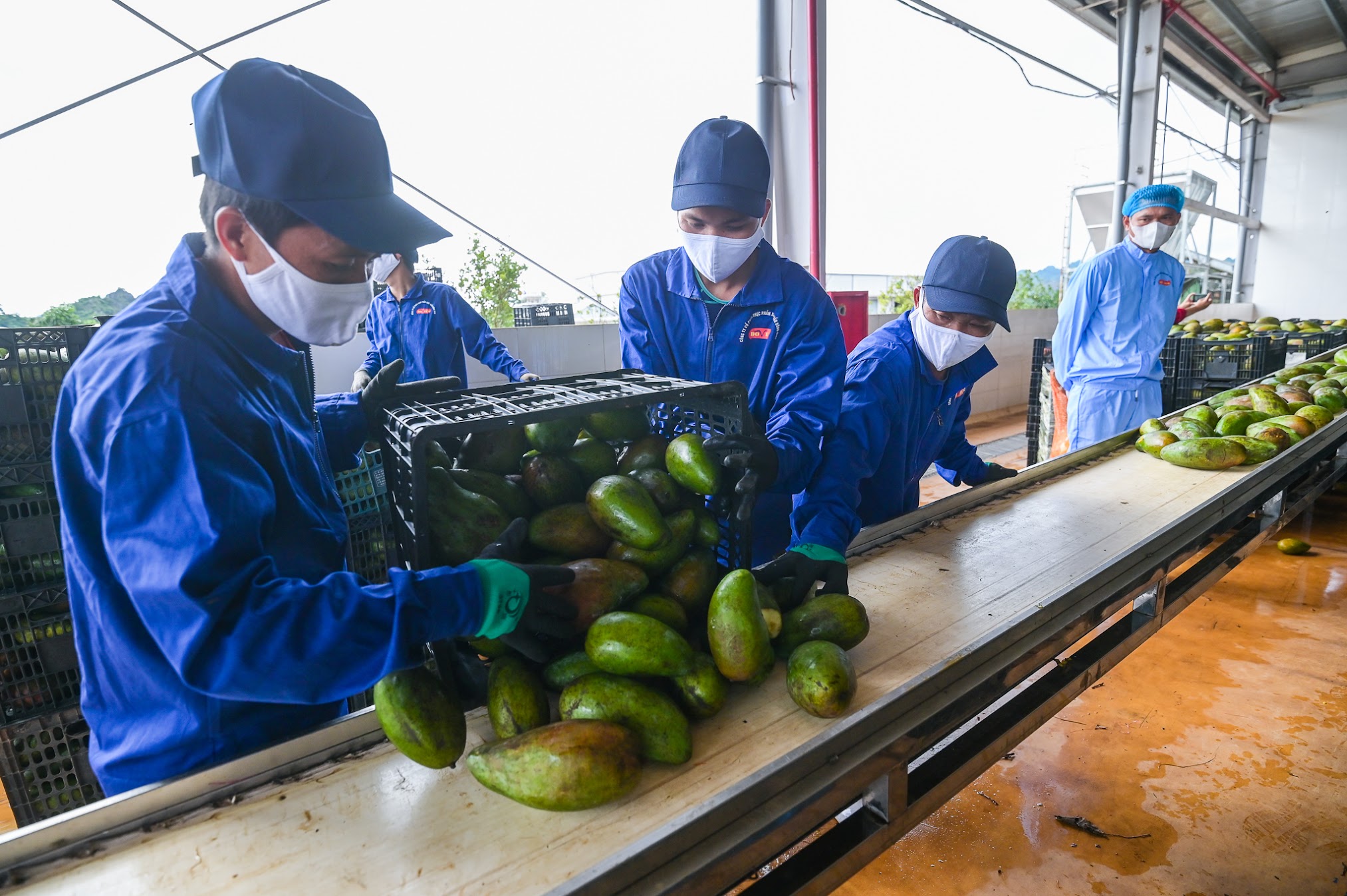 Khôi phục xuất khẩu rau, quả sang Trung Quốc: Đa dạng các giải pháp hỗ trợ