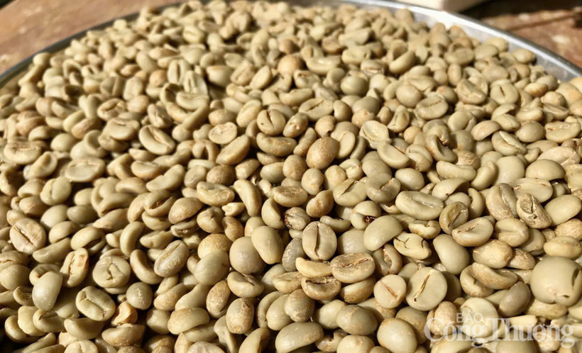 Giá cà phê Robusta tăng nhẹ gần 0,5% lên mức 3.677 USD/tấn