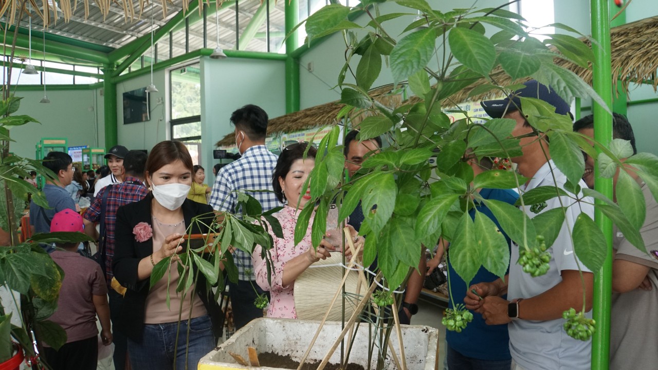 Chuỗi cung ứng dược liệu: Hướng giảm nghèo bền vững cho đồng bào dân tộc thiểu số