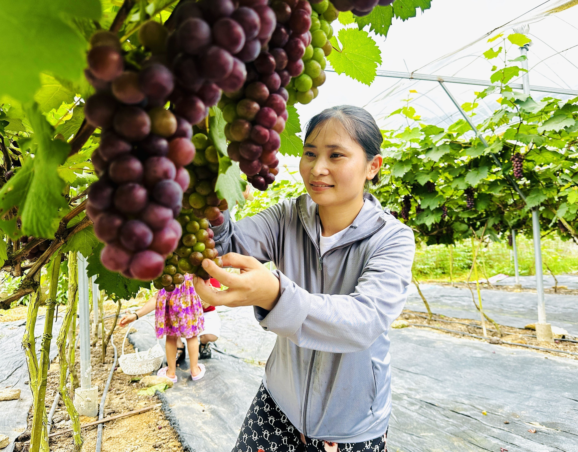 Tuyên Quang nhân rộng mô hình giảm nghèo từ nho Hạ Đen