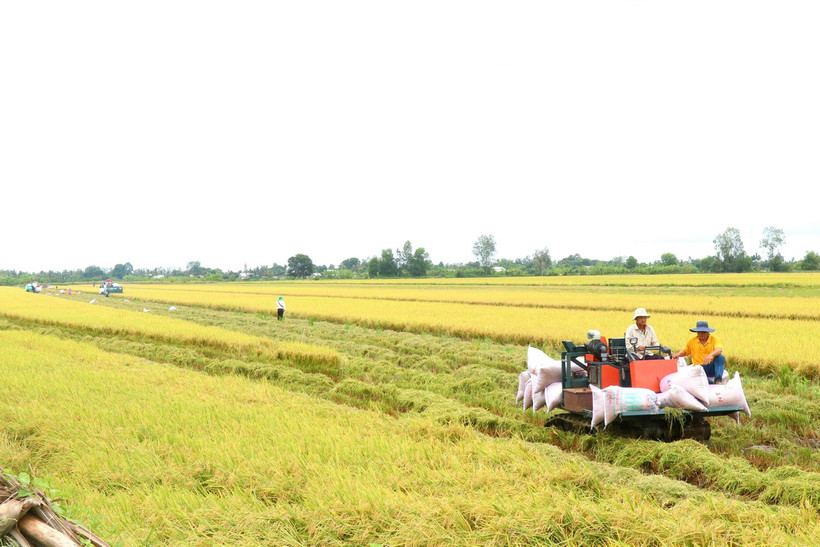 Đề án 1 triệu ha lúa chất lượng cao: Cơ hội tăng thu nhập cho nông dân miền Tây