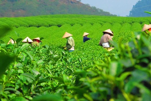 Việt Nam là thị trường cung cấp chè lớn nhất cho Indonesia