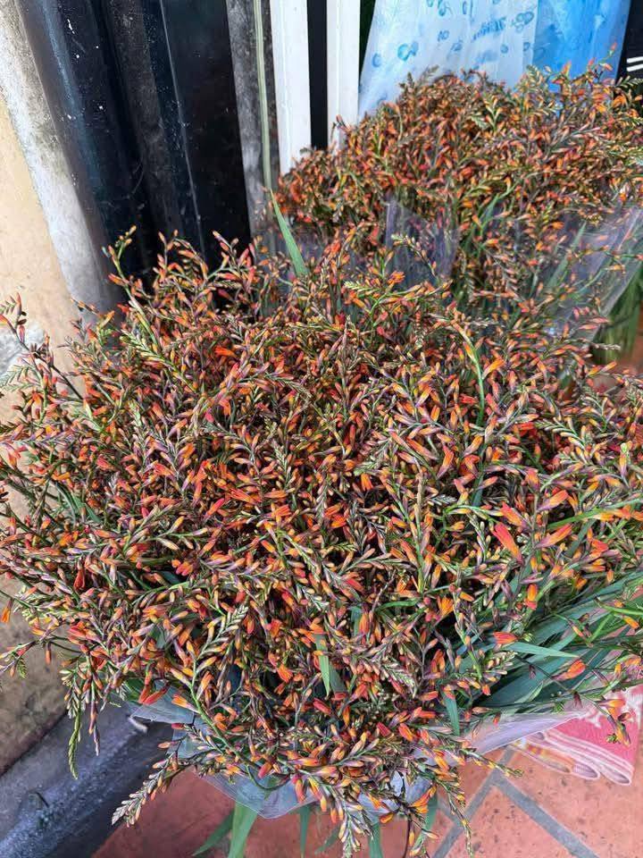 Loại hoa gì 'chiếm sóng' chợ mạng, giá rẻ hút khách Thủ đô?