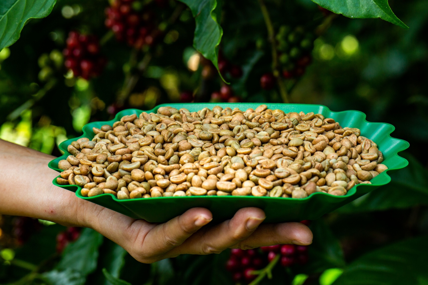 Xây dựng thương hiệu: Hướng đến dòng cà phê đặc sản