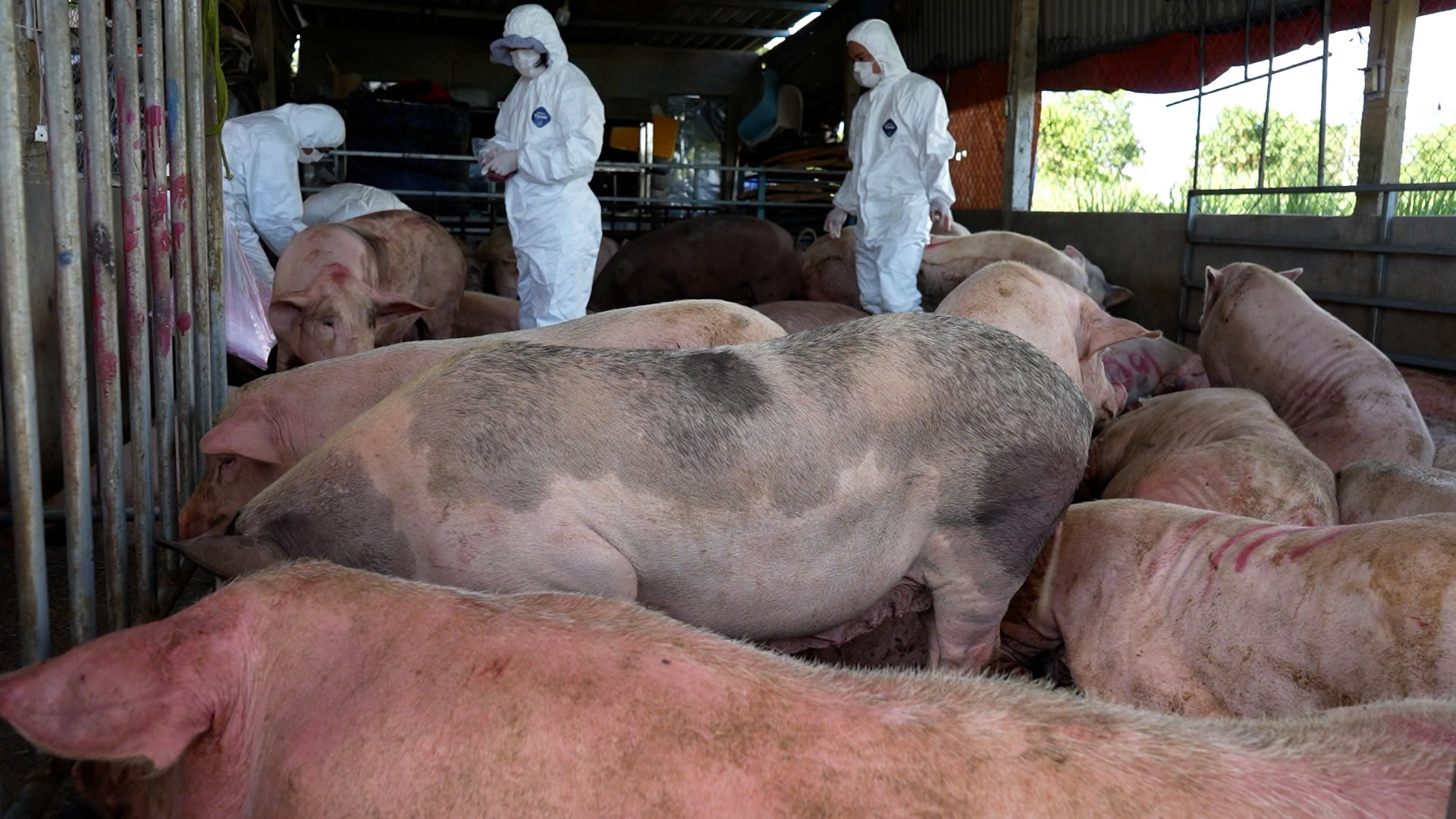 Quảng Ngãi: Kịp thời ngăn chặn tuồn lợn bị dịch tả ra thị trường làm lạp xưởng