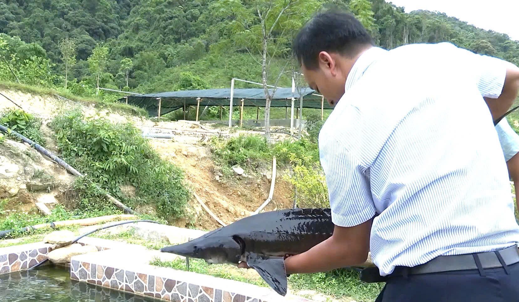 Thành phố Huế: Phát triển mô hình nuôi cá tầm thương phẩm ở vùng núi