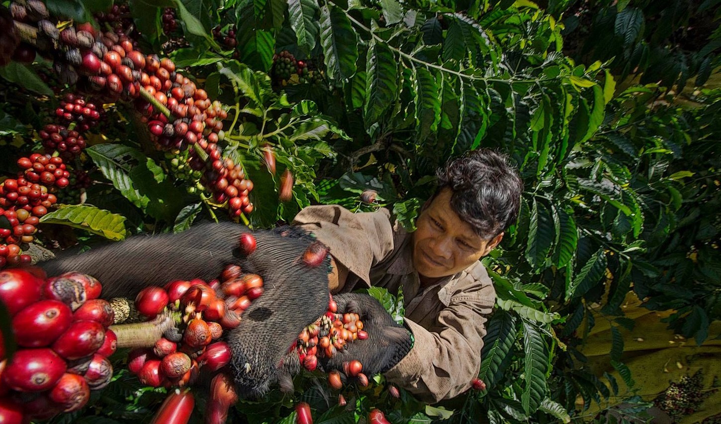 Thương mại Việt Nam - Đức tăng tốc mạnh mẽ, xuất khẩu cà phê dẫn đầu 