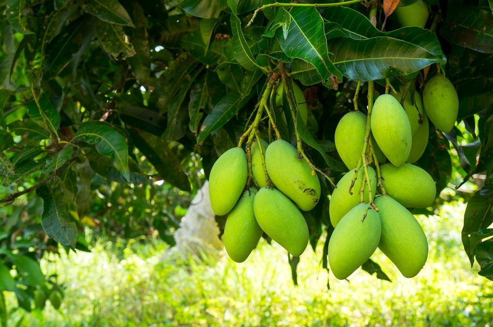 Nông sản Việt: Ngon thôi chưa đủ