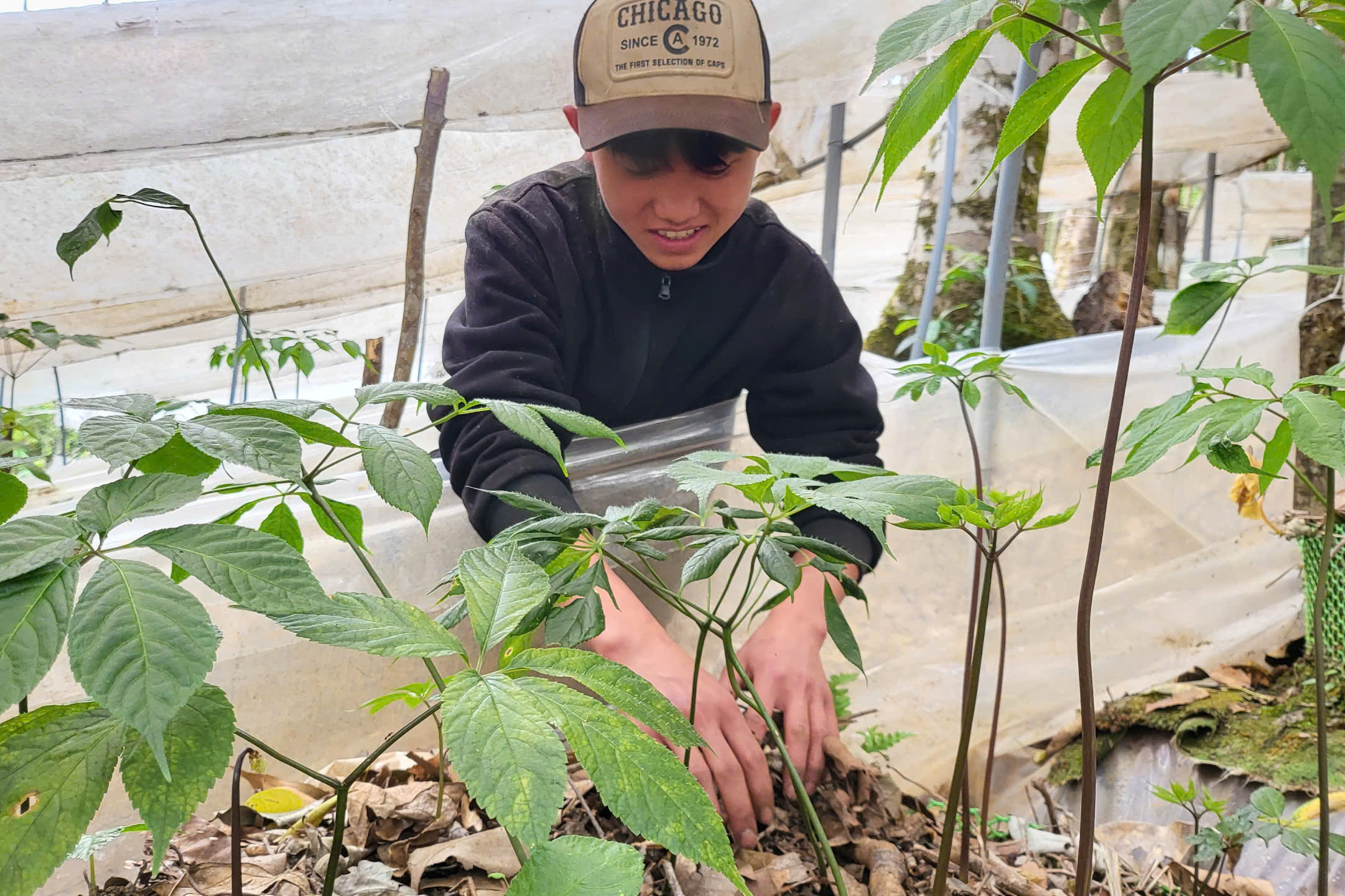 Quảng Ngãi: Xã miền núi Tu Mơ Rông cất cánh từ nông nghiệp bản địa