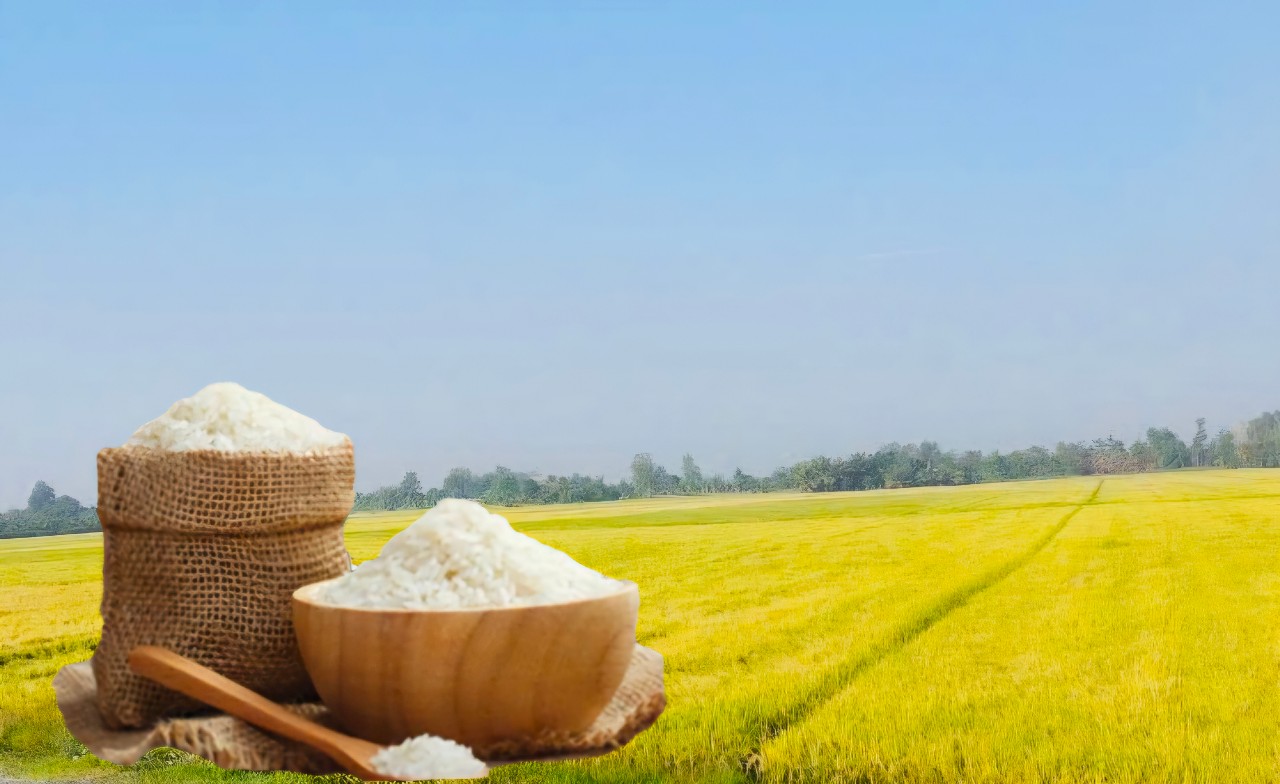 Giá lúa gạo hôm nay ngày 23/7: Gạo xuất khẩu tiếp đà tăng nhẹ