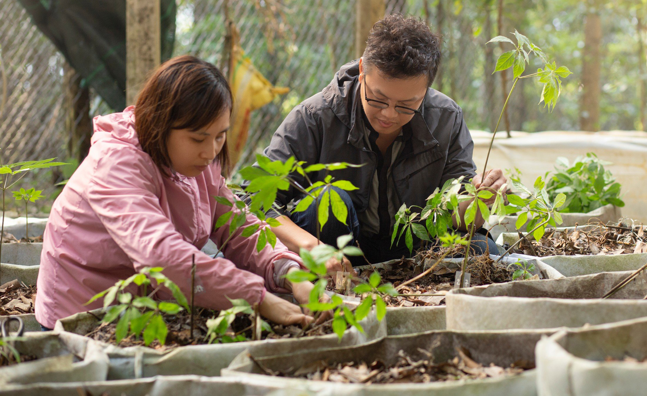 Gắn sao OCOP cho “cây thuốc dấu” của đồng bào Xơ Đăng