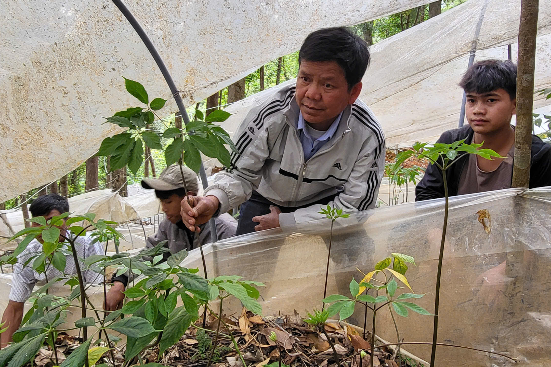 Đồng bào dân tộc thiểu số ở miền núi Quảng Ngãi thoát nghèo nhờ cây dược liệu