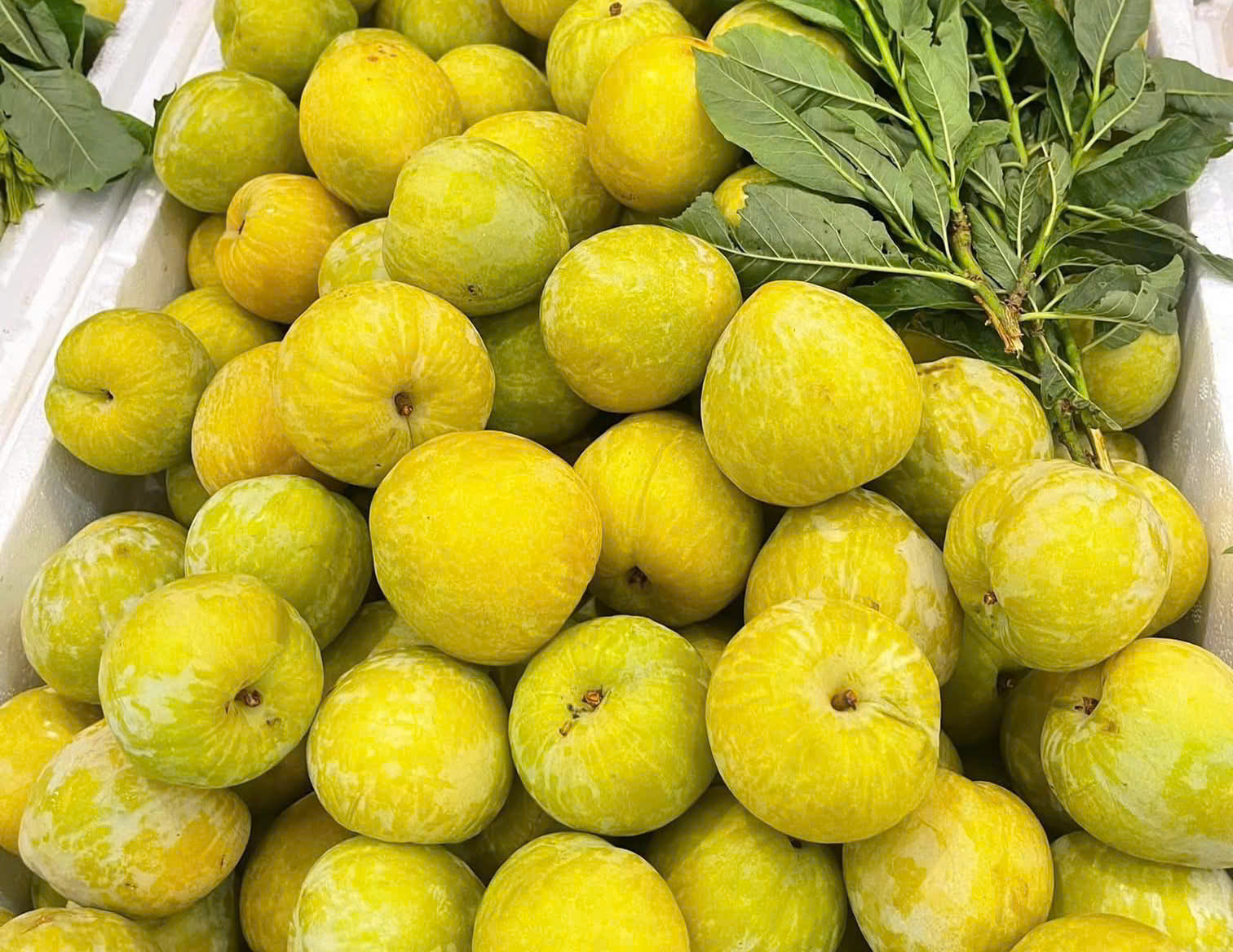 Mận cau Mông Tự giá ‘chát’ vẫn cháy hàng