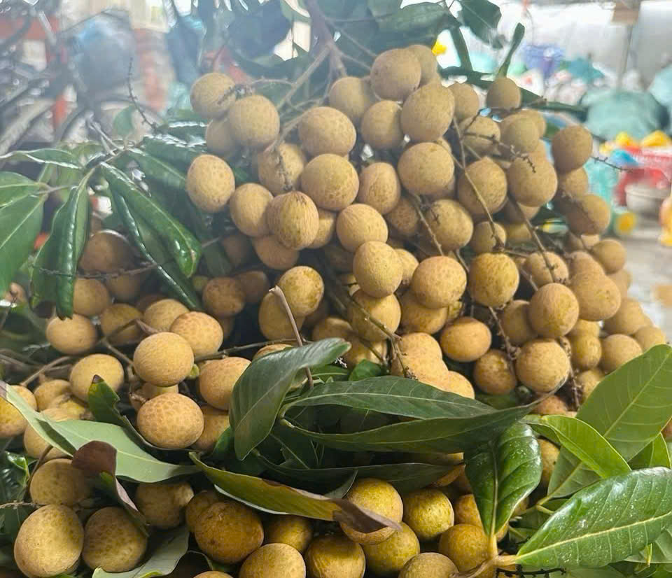 Nhãn lồng đầu mùa vừa xuống chợ đã 'chiếm sóng' thị trường