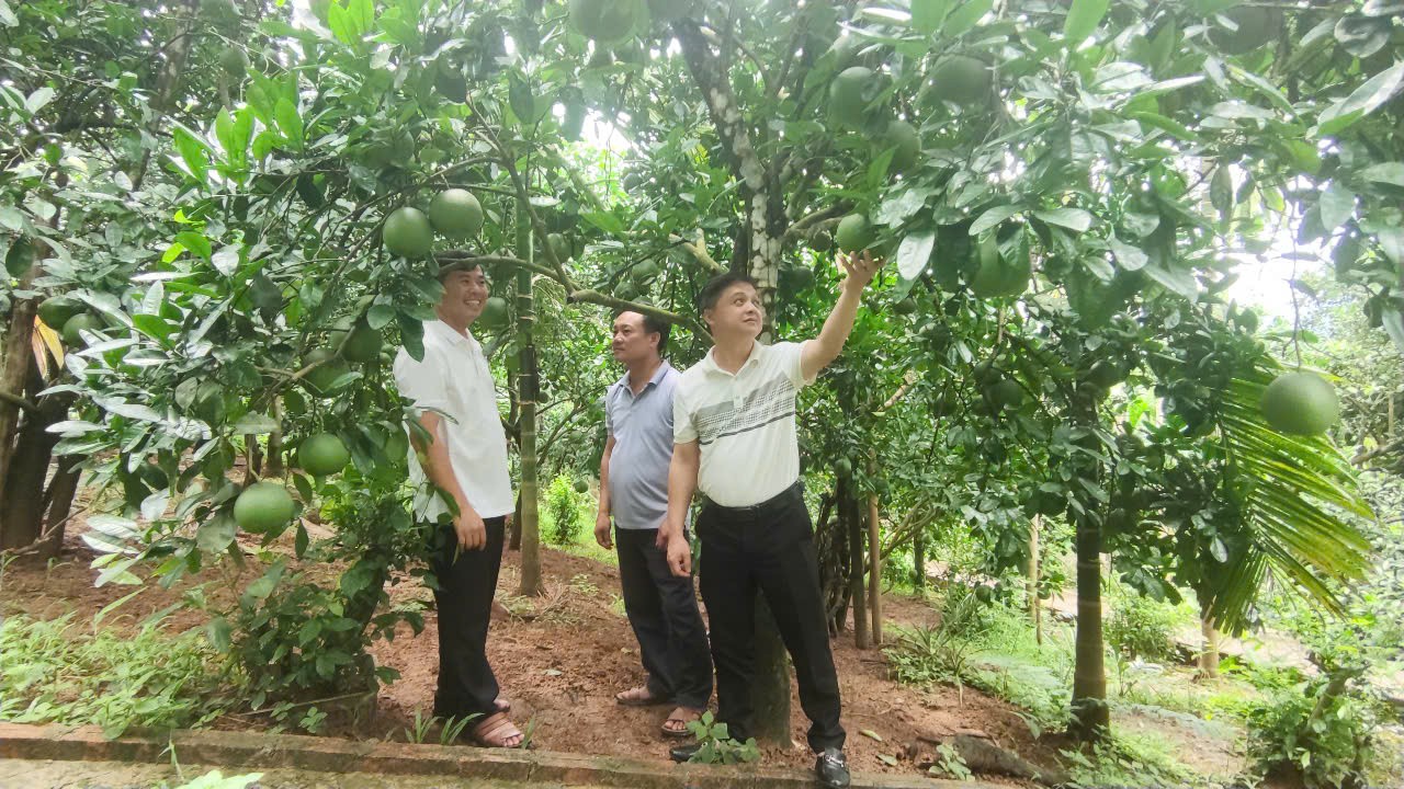 Bưởi đường Soi Hà: Ngọt lành từ miền núi Tuyên Quang