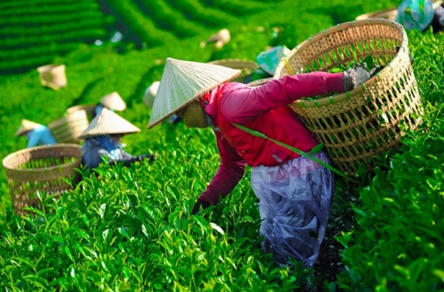 Xuất khẩu chè khởi sắc, hướng đến thị trường khó tính