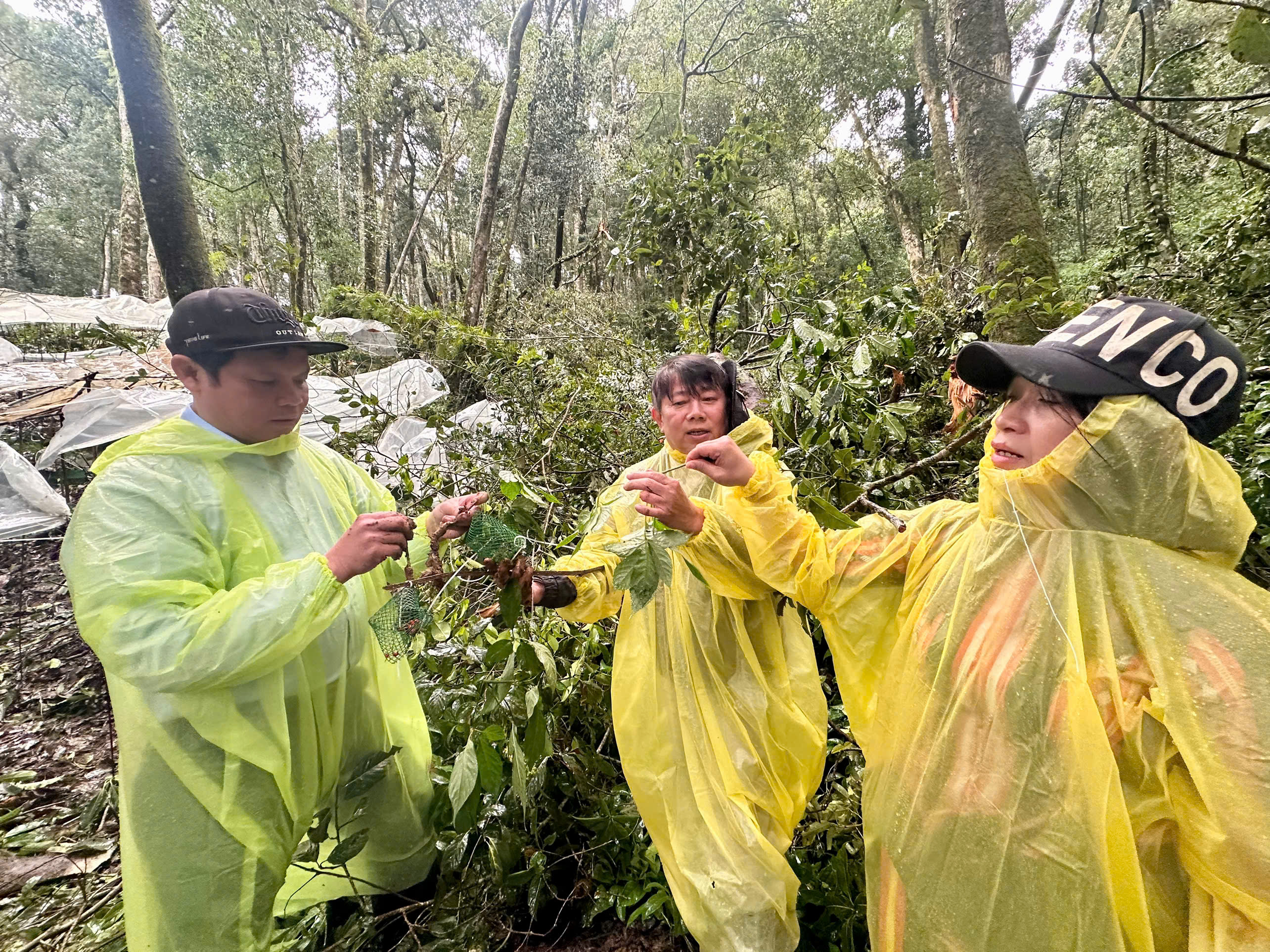 Hơn 26.400 gốc sâm Ngọc Linh bị hư hại, xã miền núi Quảng Ngãi kiến nghị khẩn